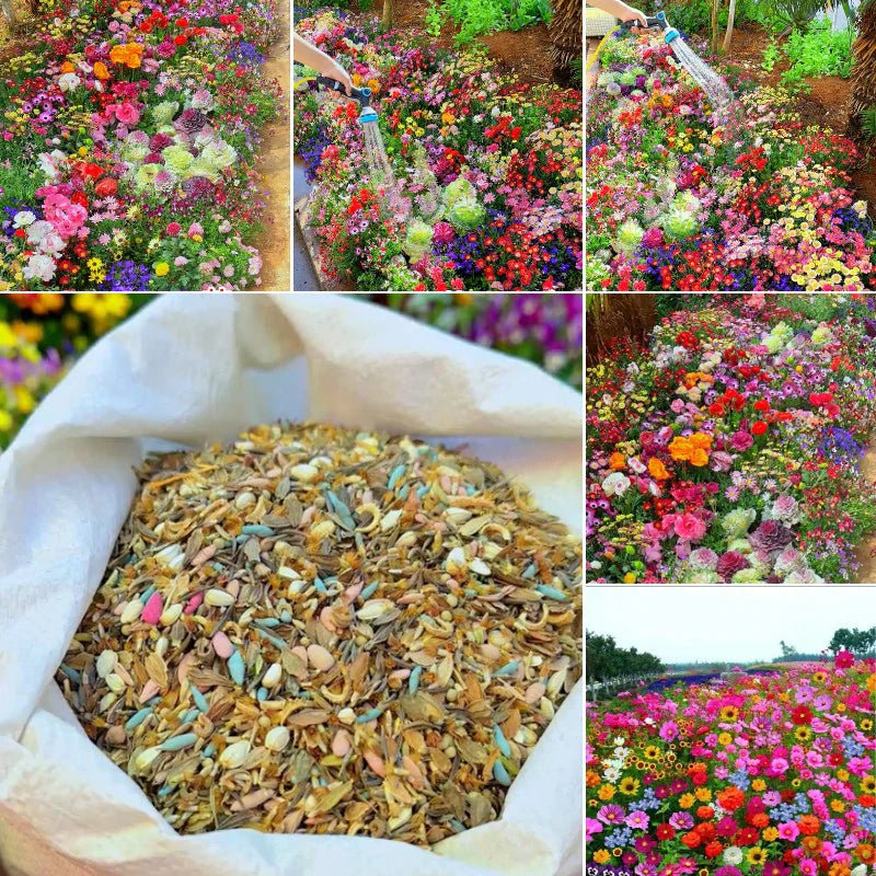 Mélange Premium de Graines de Fleurs Sauvages – 134 000+ Graines Héritage