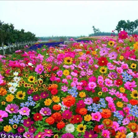 Mélange Premium de Graines de Fleurs Sauvages – 134 000+ Graines Héritage