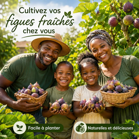 Graines de Figuier – Cultivez Vos Propres Figues Fraîches Chez Vous