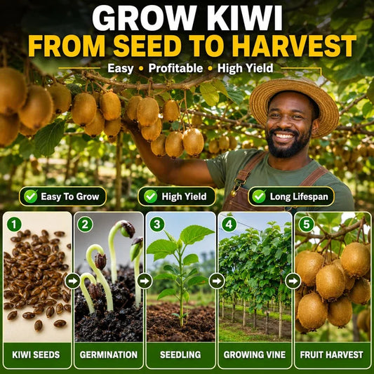 🥝 Semences de Kiwi Premium [Édition Climat Africain] – Idéal pour Ferme & Jardin 🏡☀️