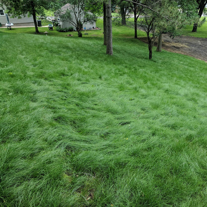 Semence Gazon Hybride Haute Résistance GreenPro